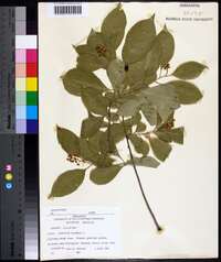 Celastrus scandens image