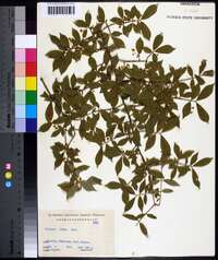 Euonymus alatus image