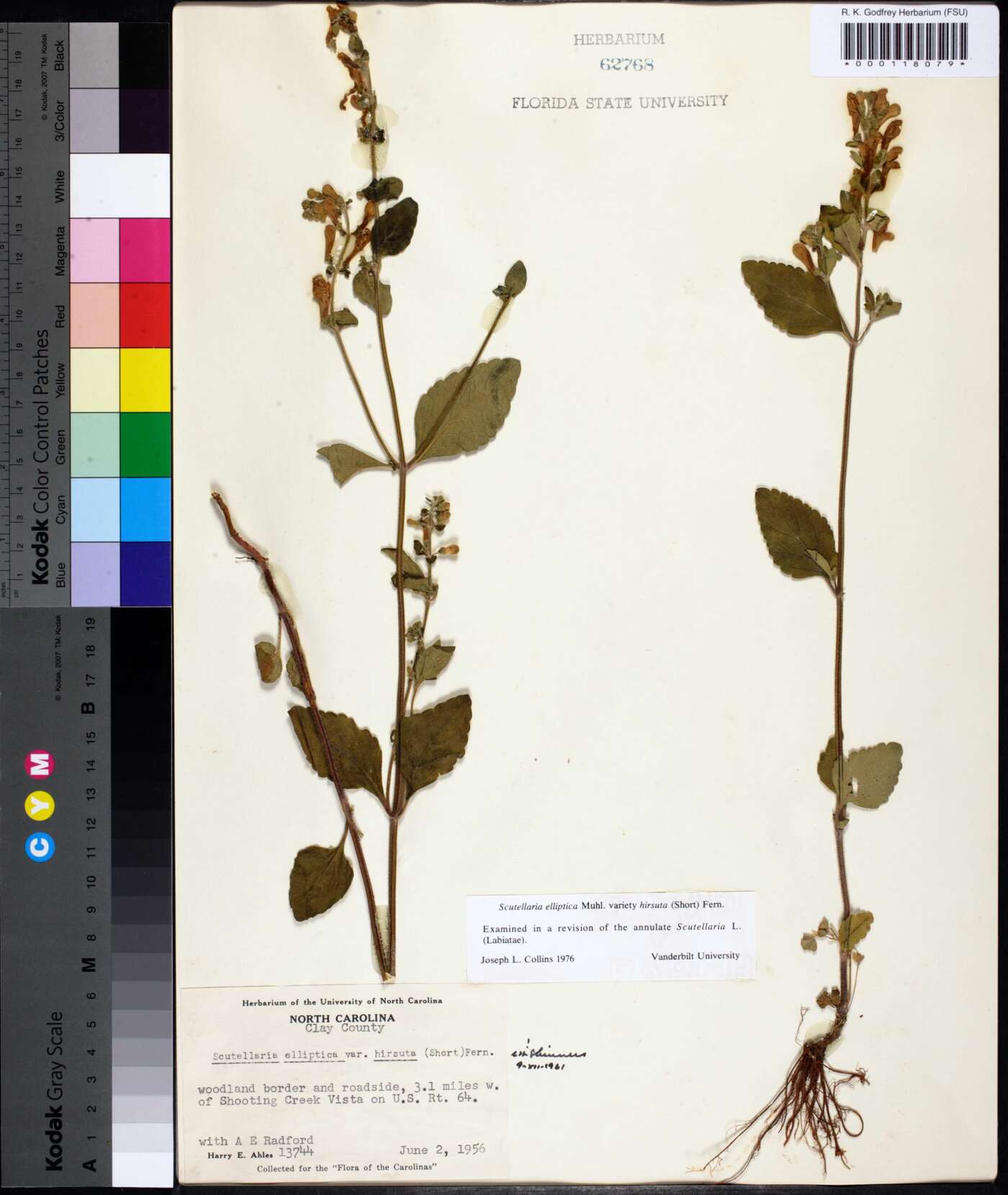 Scutellaria elliptica var. hirsuta image