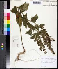 Scutellaria cardiophylla image