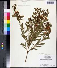 Hypericum lobocarpum image