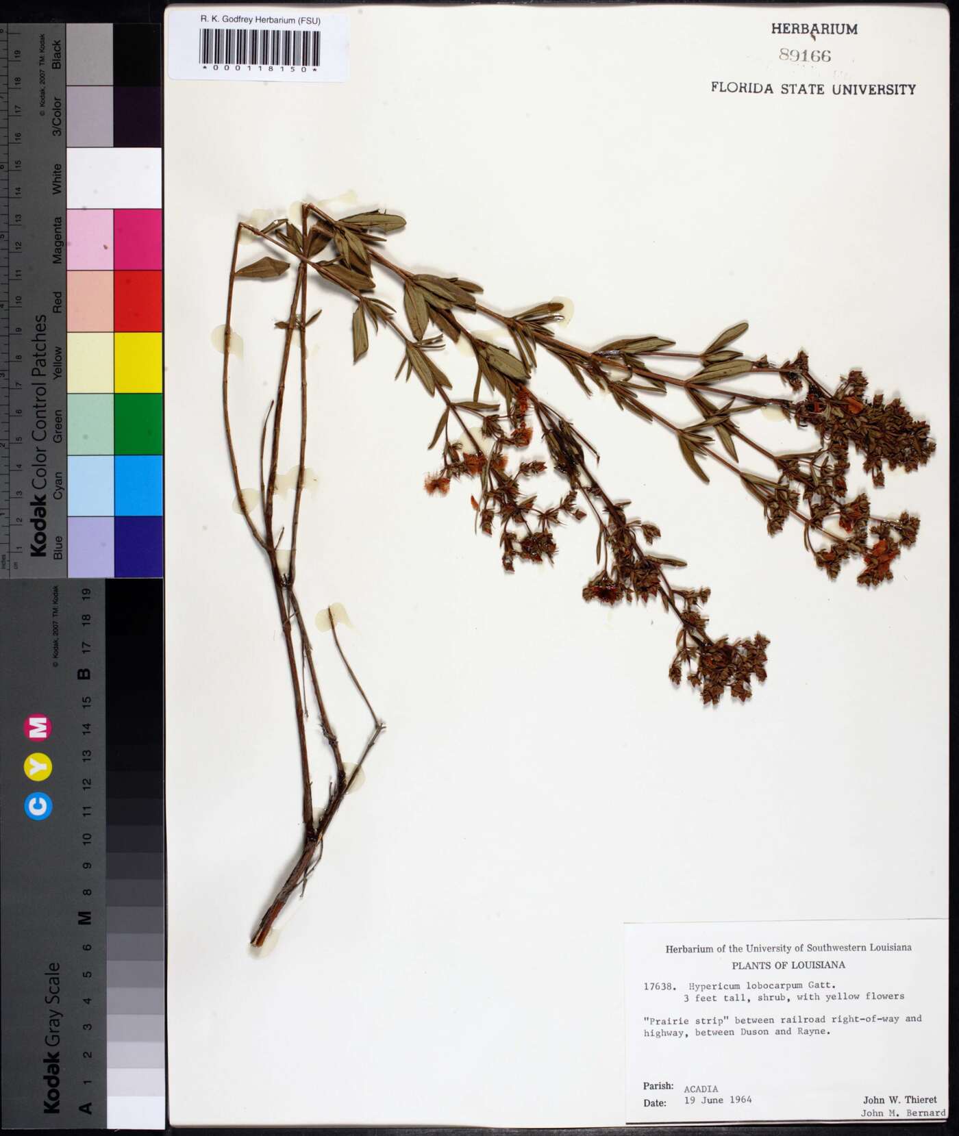 Hypericum lobocarpum image