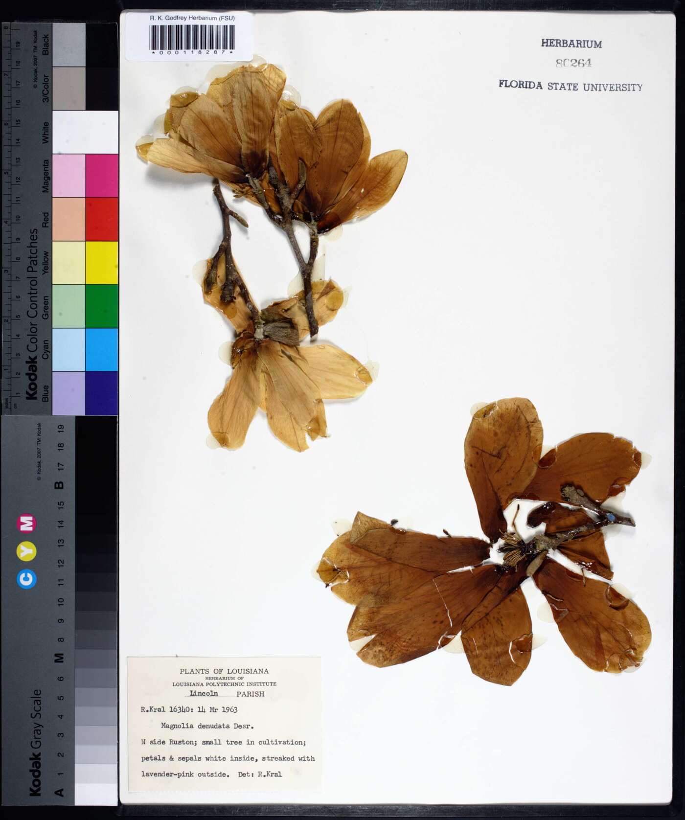 Magnolia denudata image