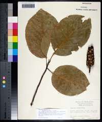 Magnolia acuminata image