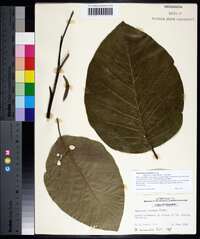 Magnolia acuminata image