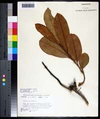 Magnolia grandiflora image