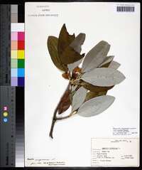 Magnolia virginiana image