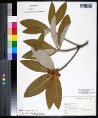 Magnolia virginiana image