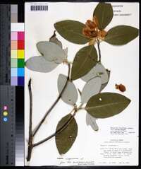 Magnolia virginiana image