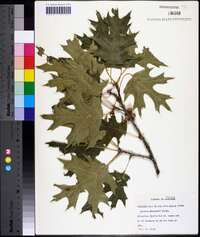 Quercus shumardii image