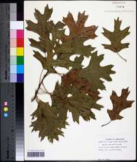 Quercus shumardii image