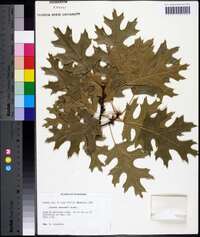 Quercus shumardii image