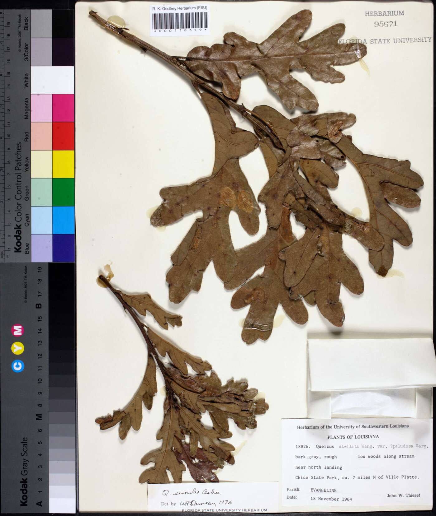 Quercus similis image