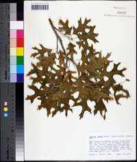 Quercus texana image