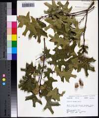 Quercus texana image