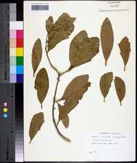 Quercus virginiana image