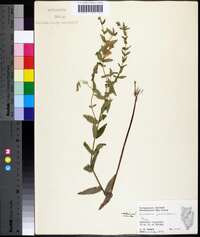 Scutellaria galericulata image