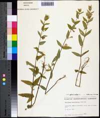 Scutellaria galericulata image