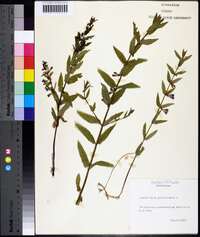 Scutellaria galericulata image