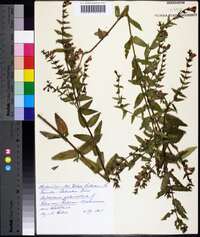 Scutellaria galericulata image