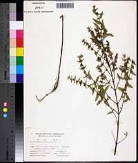 Scutellaria galericulata image