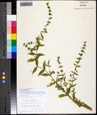 Scutellaria galericulata image