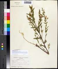 Scutellaria galericulata image