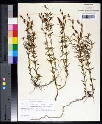 Rhexia mariana var. mariana image