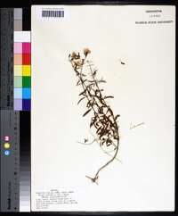 Rhexia mariana var. mariana image