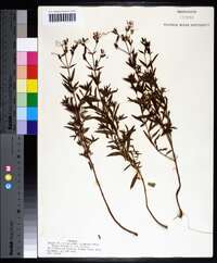 Rhexia mariana var. mariana image