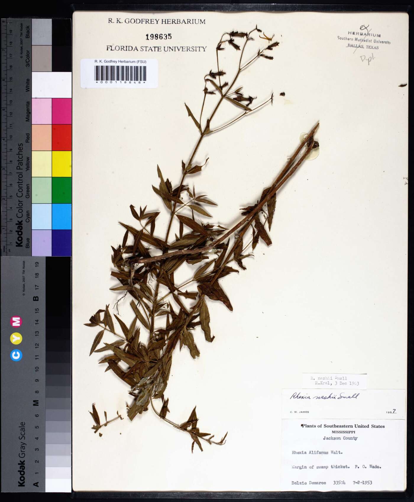 Rhexia nashii image