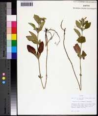 Scutellaria alabamensis image