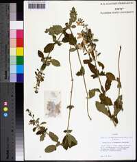 Scutellaria alabamensis image