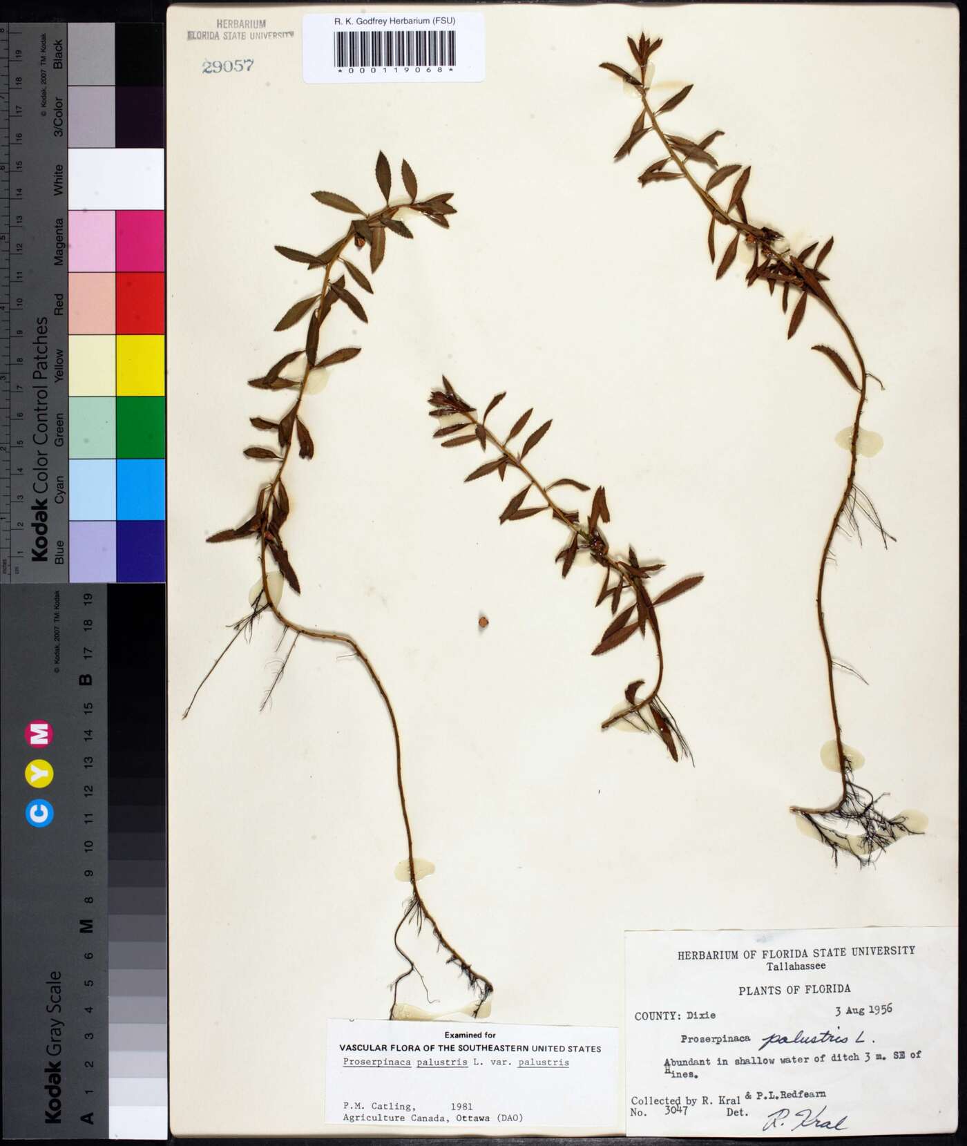 Proserpinaca palustris var. palustris image