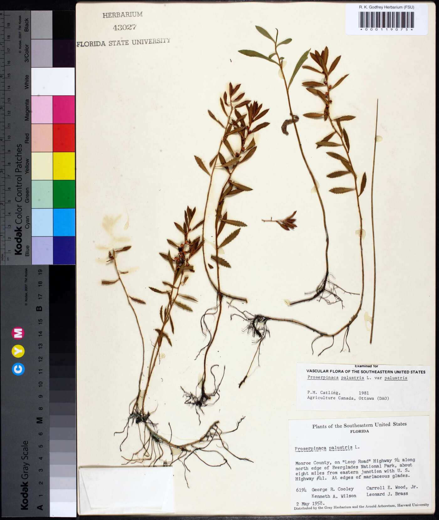 Proserpinaca palustris var. palustris image