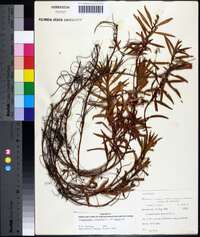 Proserpinaca palustris var. palustris image