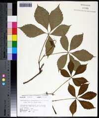 Parthenocissus quinquefolia f. hirsuta image