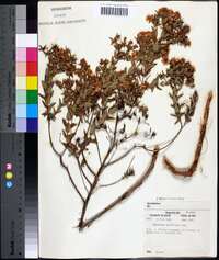 Hypericum myrtifolium image