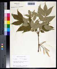 Fraxinus biltmoreana image