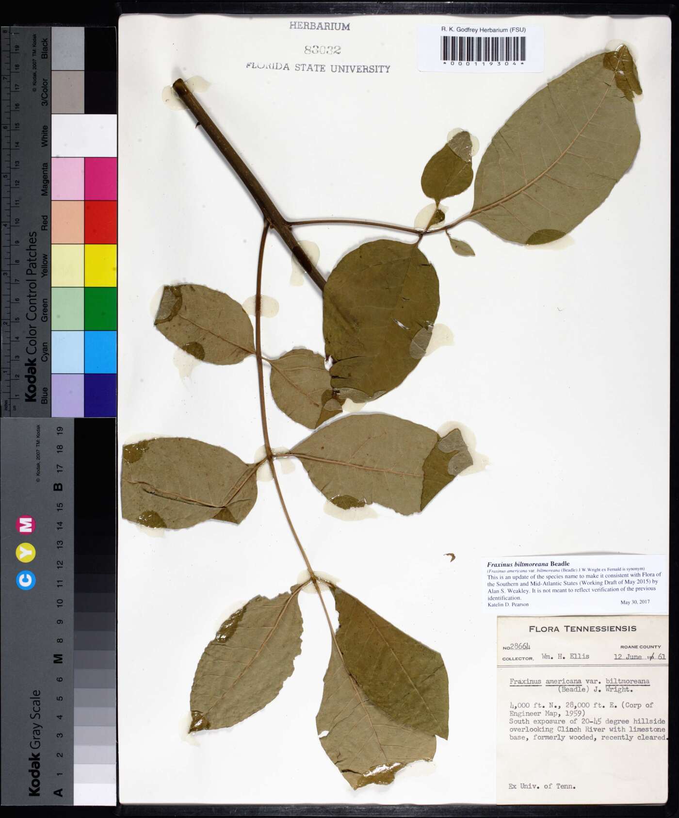 Fraxinus biltmoreana image