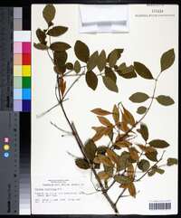 Fraxinus caroliniana image