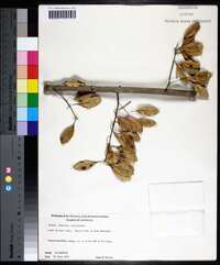 Fraxinus caroliniana image