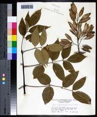 Fraxinus caroliniana image