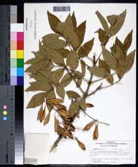 Fraxinus caroliniana image