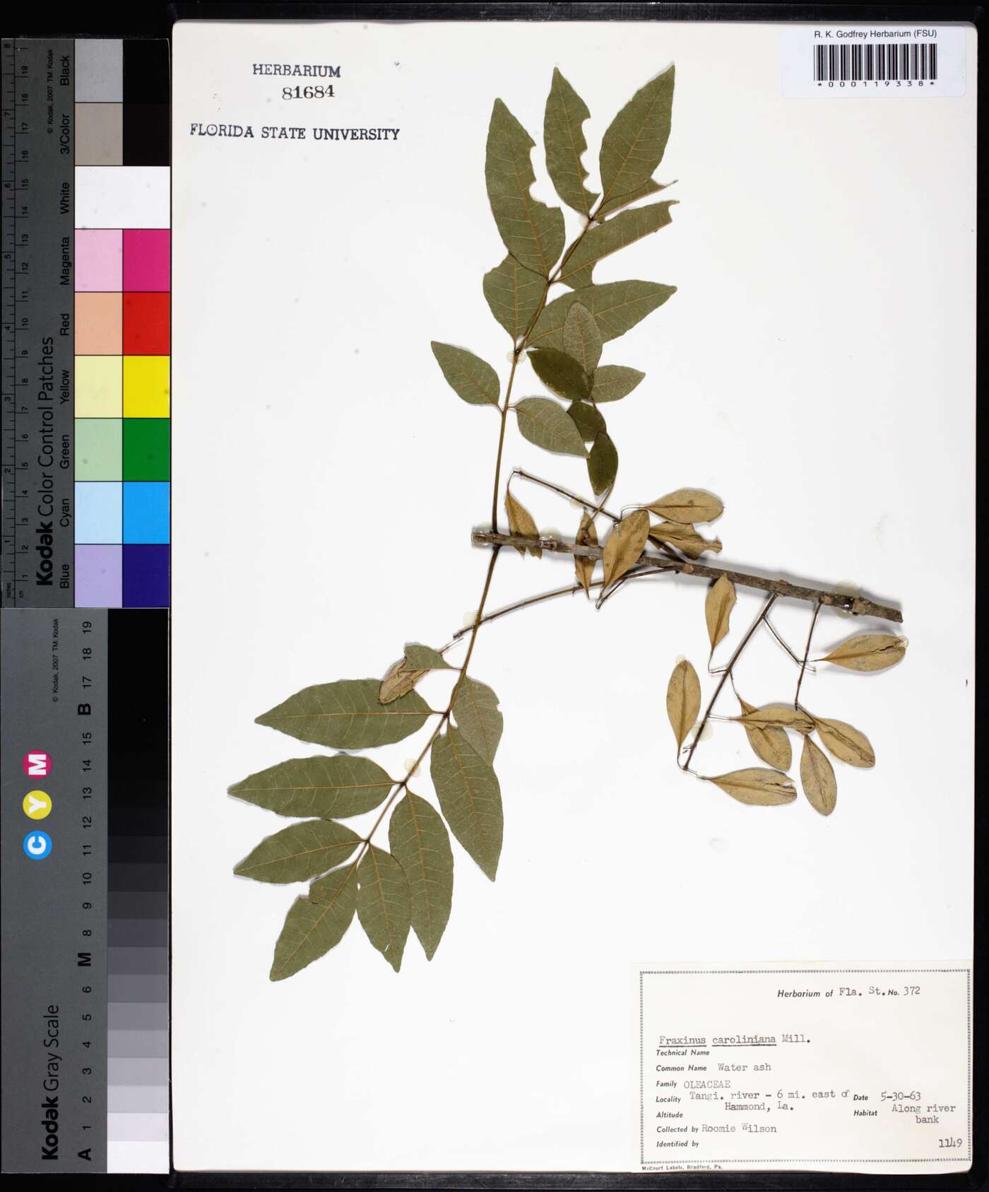 Fraxinus caroliniana image