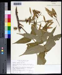 Fraxinus nigra image