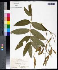 Fraxinus nigra image