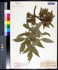 Fraxinus nigra image