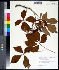 Parthenocissus quinquefolia f. hirsuta image