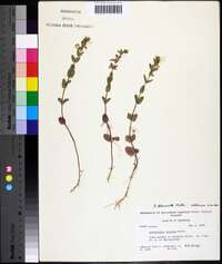 Scutellaria parvula image